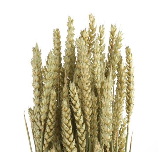 Tarwe natuurgroen