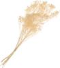 Broom Bloom