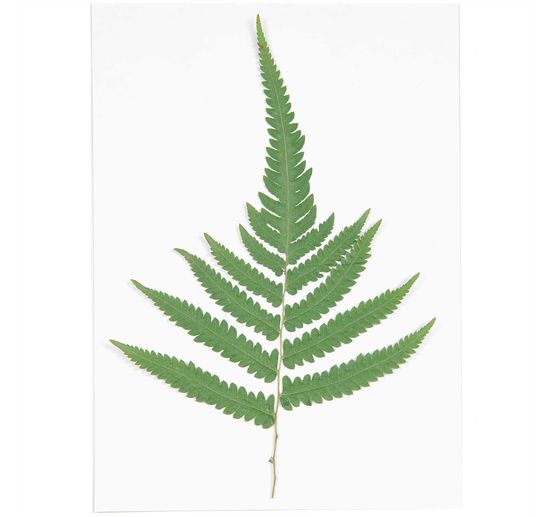 Rico Design geperste planten "Large Fern"