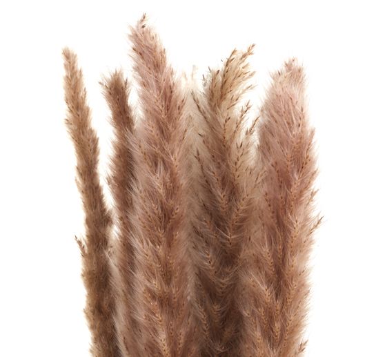 Pampas grass