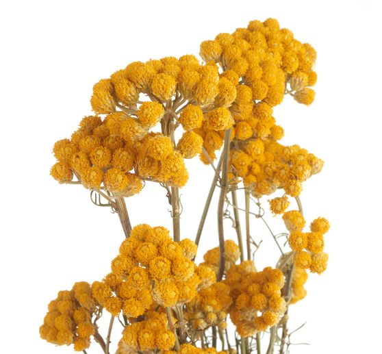 Lona natural yellow