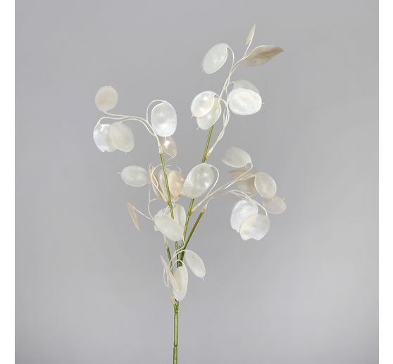 Lunaria tak