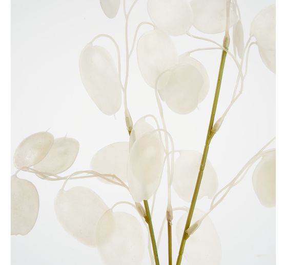 Lunaria tak