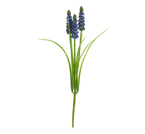 Muscari à 3 pédoncules