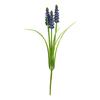 Muscari à 3 pédoncules