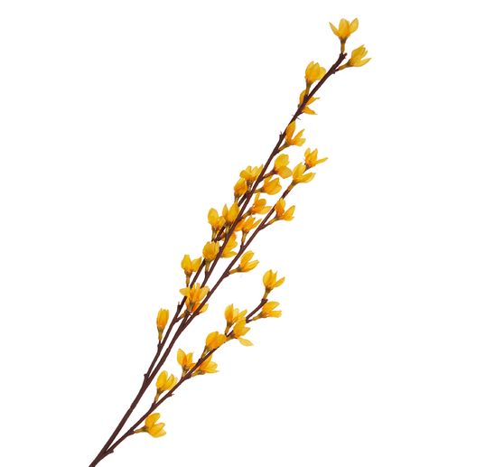 Branche de forsythia « Fortesa »