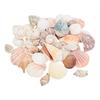 Sea shell mix "Nature"
