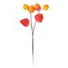 Physalis Zweig, 6 Lampionblüten