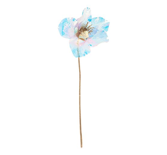 Christrose, irisierend