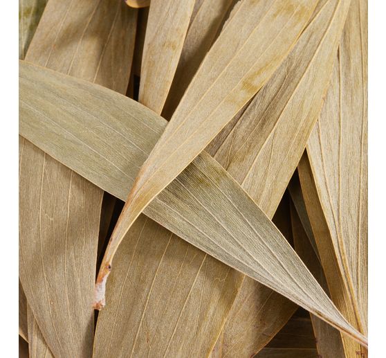 Eucalyptusbladeren, 100 g