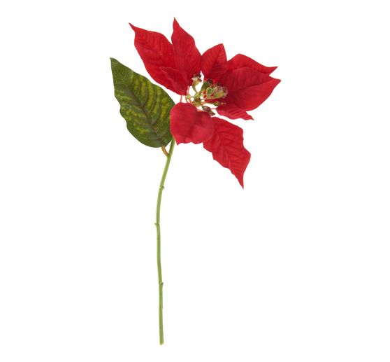 Christmas star flower