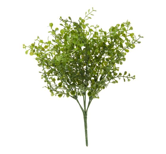 Buxus struik