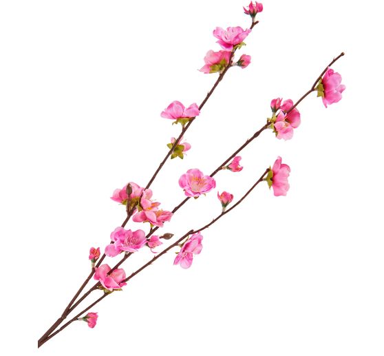 Branche de fleurs de cerisier