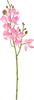 Mini Orchidee Phalaenopsis