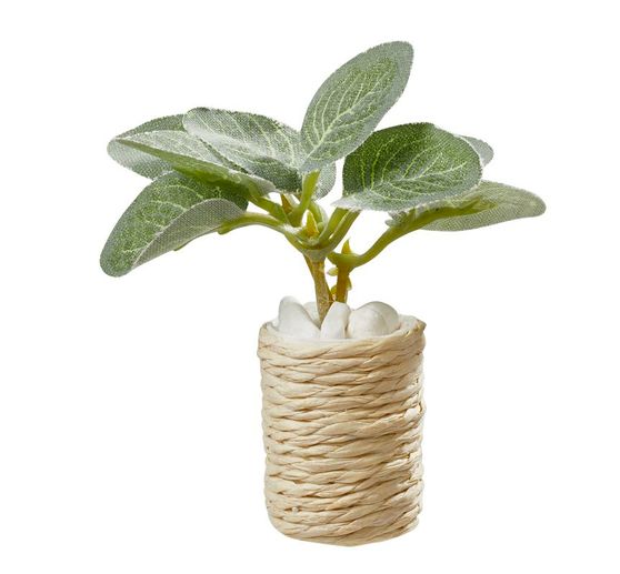 Set miniature « Plantes d'intérieur »