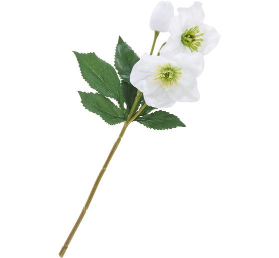 Helleborus