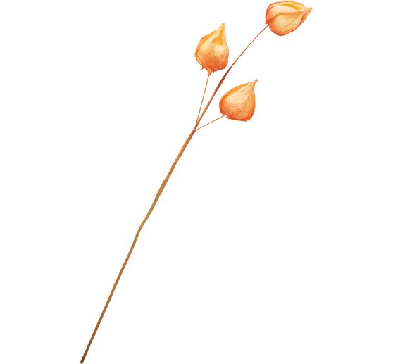 Branche de physalis