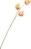 Branche de physalis
