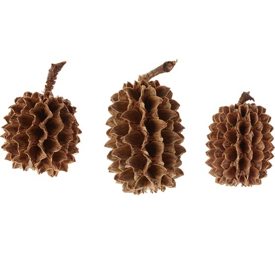 Pommes de pin Casuarina