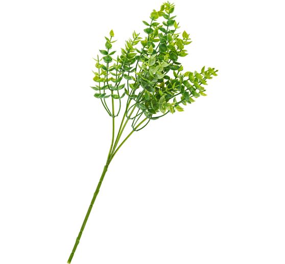 Buisson d'eucalyptus, green