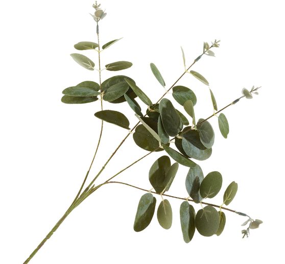 Branche d'eucalyptus &laquo; Ava &raquo;