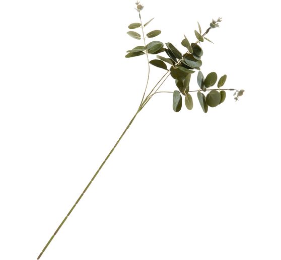Branche d'eucalyptus &laquo; Ava &raquo;