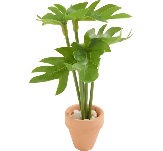 Miniatuurplant "Monstera"