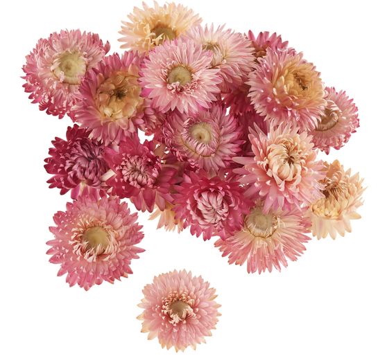 Strohblumenk&ouml;pfe