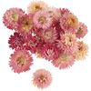 Strohblumenk&ouml;pfe Rosa