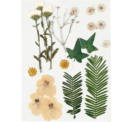 Pressed flowers and leaves