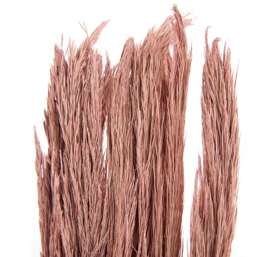 Droogbloemen "Sanmuga Grass", L ca. 80 cm