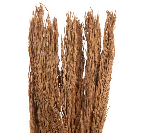 Droogbloemen "Sanmuga Grass", L ca. 80 cm