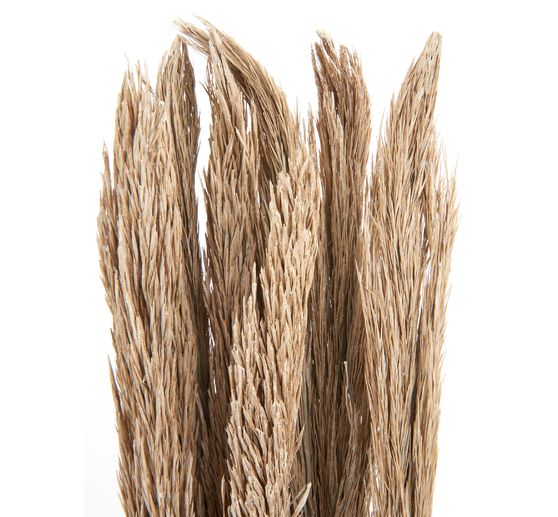Droogbloemen "Sanmuga Grass", L ca. 80 cm