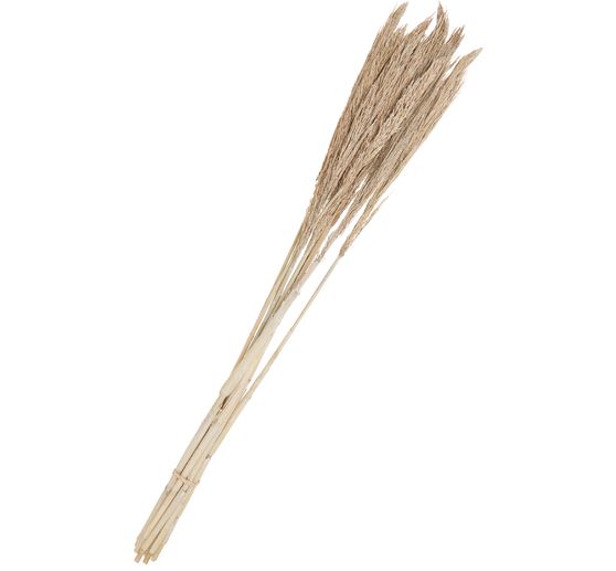 Droogbloemen "Sanmuga Grass", L ca. 80 cm