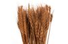 Droogbloemen "Wheat Grass", L ca. 65 - 70 cm