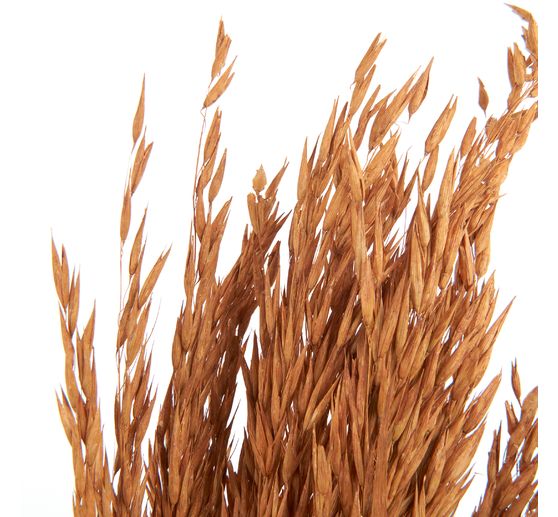 Droogbloemen "Oat Grass", L ca. 75 cm