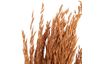 Droogbloemen "Oat Grass", L ca. 75 cm