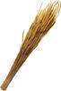 Dried flowers "Phleum Pratensis" 