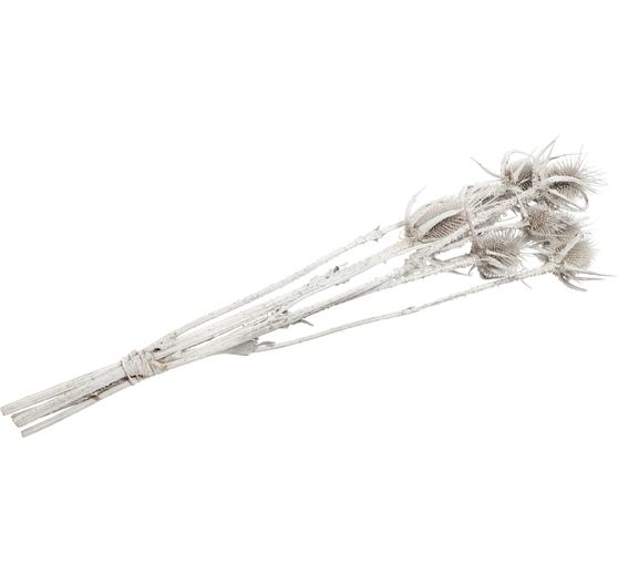 Dried flowers "Card thistle"