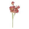 Succulent tak Rood