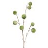 Pompon twig, snow-covered Green