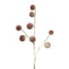 Pompon twig, snow-covered Old Pink