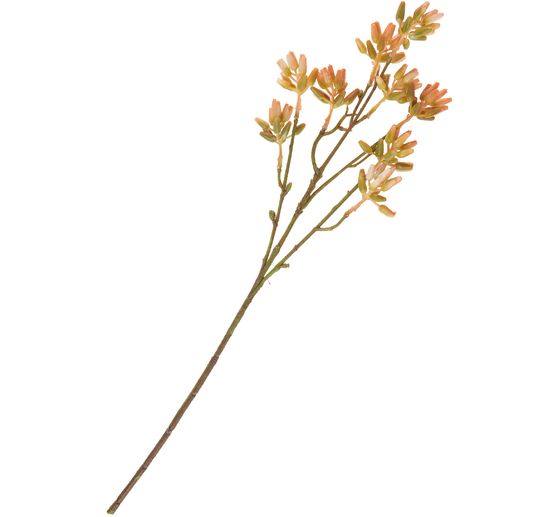 Succulent branch