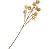 Succulent branch Orange