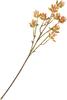 Succulent branch