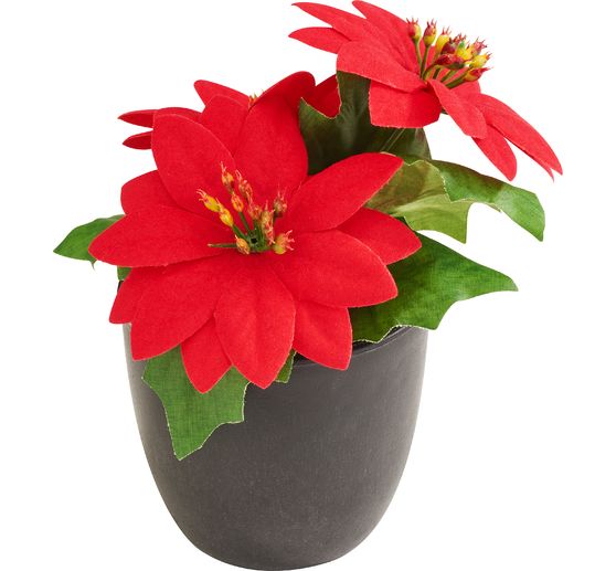Poinsettia en pot « Gloria »