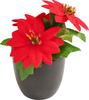 Poinsettia "Gloria" in a pot