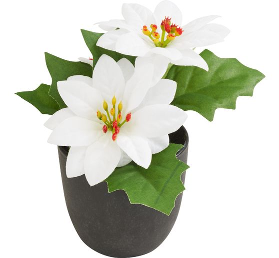 Poinsettia en pot « Gloria »