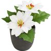 Poinsettia en pot « Gloria » Crème
