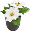 Poinsettia "Gloria" in a pot